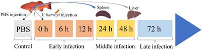 The dynamic immune response of the liver and spleen in leopard coral grouper (Plectropomus leopardus) to Vibrio harveyi infection based on transcriptome analysis